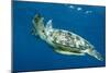 Green Sea Turtle-Louise Murray-Mounted Photographic Print