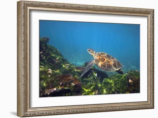 Green Sea Turtle-Peter Scoones-Framed Photographic Print