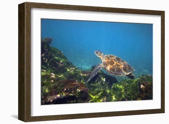 Green Sea Turtle-Peter Scoones-Framed Photographic Print