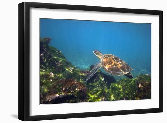 Green Sea Turtle-Peter Scoones-Framed Photographic Print