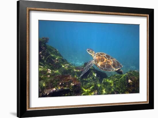 Green Sea Turtle-Peter Scoones-Framed Photographic Print