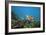 Green Sea Turtle-Peter Scoones-Framed Photographic Print