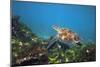 Green Sea Turtle-Peter Scoones-Mounted Photographic Print