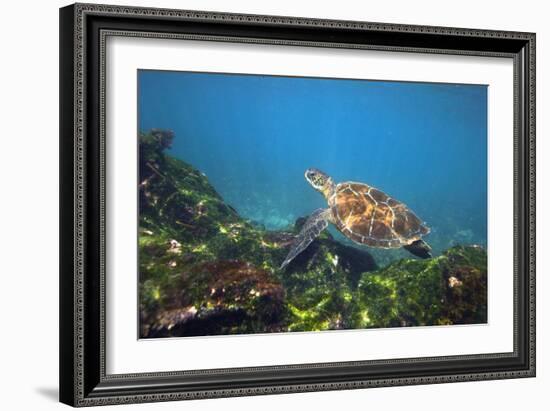 Green Sea Turtle-Peter Scoones-Framed Photographic Print