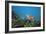 Green Sea Turtle-Peter Scoones-Framed Photographic Print