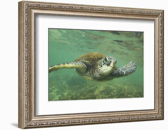 Green Sea Turtle-DLILLC-Framed Photographic Print