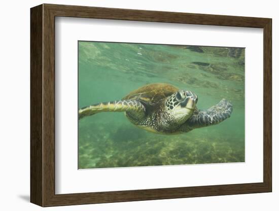 Green Sea Turtle-DLILLC-Framed Photographic Print