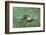 Green Sea Turtle-DLILLC-Framed Photographic Print