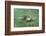 Green Sea Turtle-DLILLC-Framed Photographic Print