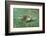 Green Sea Turtle-DLILLC-Framed Photographic Print