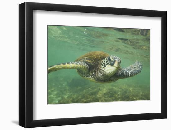 Green Sea Turtle-DLILLC-Framed Photographic Print