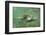 Green Sea Turtle-DLILLC-Framed Photographic Print