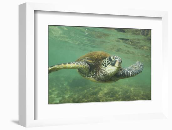 Green Sea Turtle-DLILLC-Framed Photographic Print