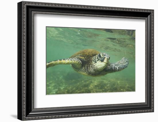 Green Sea Turtle-DLILLC-Framed Photographic Print