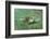 Green Sea Turtle-DLILLC-Framed Photographic Print