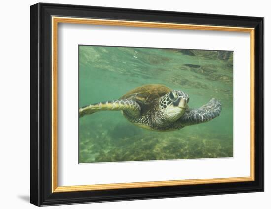 Green Sea Turtle-DLILLC-Framed Photographic Print