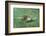 Green Sea Turtle-DLILLC-Framed Photographic Print