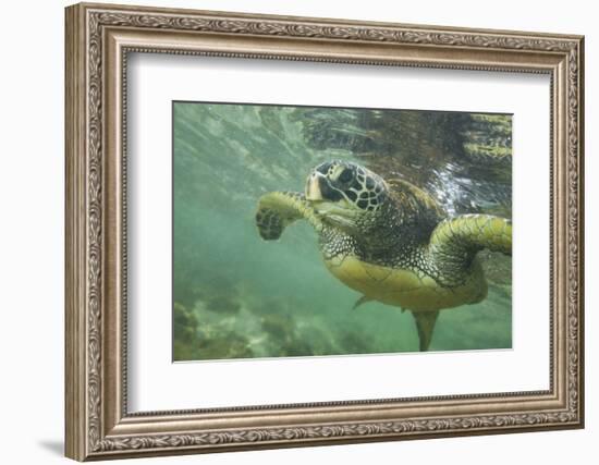 Green Sea Turtle-DLILLC-Framed Photographic Print