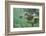 Green Sea Turtle-DLILLC-Framed Photographic Print