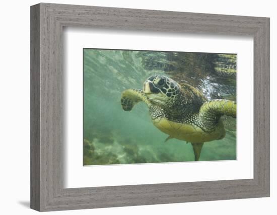 Green Sea Turtle-DLILLC-Framed Photographic Print