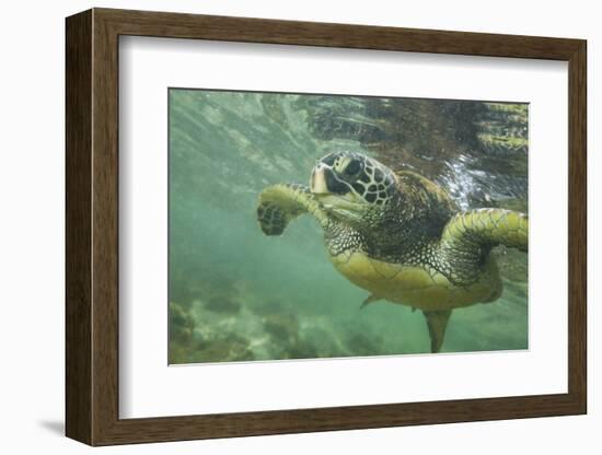 Green Sea Turtle-DLILLC-Framed Photographic Print