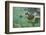 Green Sea Turtle-DLILLC-Framed Photographic Print