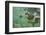 Green Sea Turtle-DLILLC-Framed Photographic Print