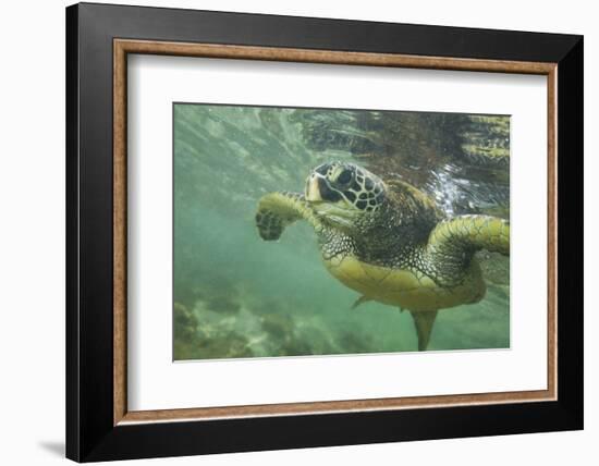 Green Sea Turtle-DLILLC-Framed Photographic Print