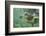 Green Sea Turtle-DLILLC-Framed Photographic Print