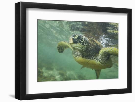 Green Sea Turtle-DLILLC-Framed Photographic Print