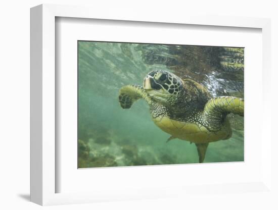 Green Sea Turtle-DLILLC-Framed Photographic Print