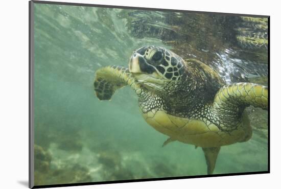 Green Sea Turtle-DLILLC-Mounted Photographic Print