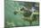 Green Sea Turtle-DLILLC-Mounted Photographic Print