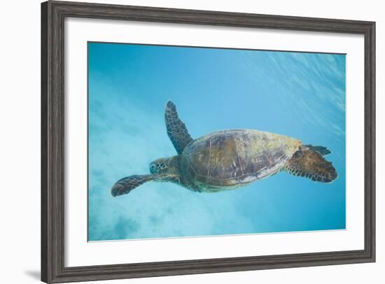 Green Sea Turtle-DLILLC-Framed Photographic Print