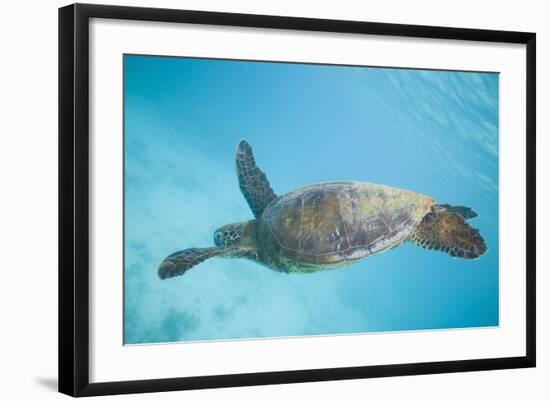Green Sea Turtle-DLILLC-Framed Photographic Print
