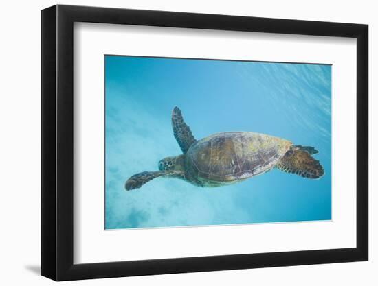 Green Sea Turtle-DLILLC-Framed Photographic Print