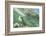 Green Sea Turtle-DLILLC-Framed Photographic Print