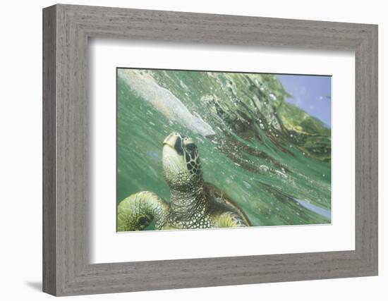 Green Sea Turtle-DLILLC-Framed Photographic Print