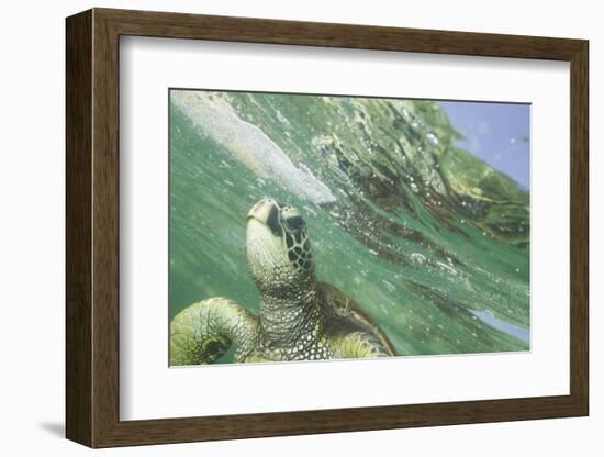 Green Sea Turtle-DLILLC-Framed Photographic Print