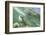 Green Sea Turtle-DLILLC-Framed Photographic Print