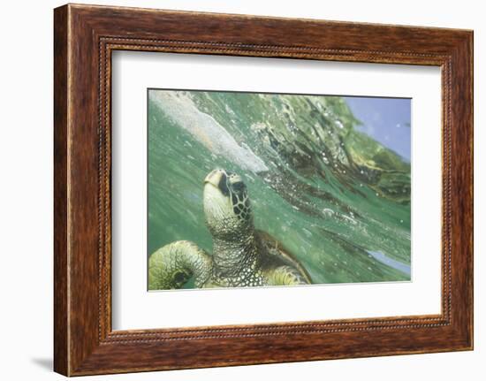 Green Sea Turtle-DLILLC-Framed Photographic Print