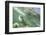 Green Sea Turtle-DLILLC-Framed Photographic Print