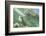 Green Sea Turtle-DLILLC-Framed Photographic Print