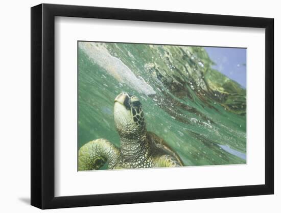 Green Sea Turtle-DLILLC-Framed Photographic Print