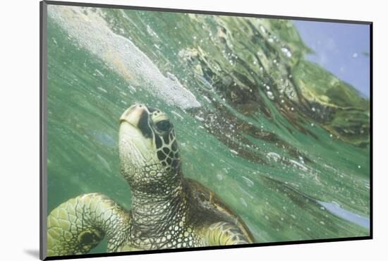 Green Sea Turtle-DLILLC-Mounted Photographic Print