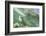 Green Sea Turtle-DLILLC-Framed Photographic Print