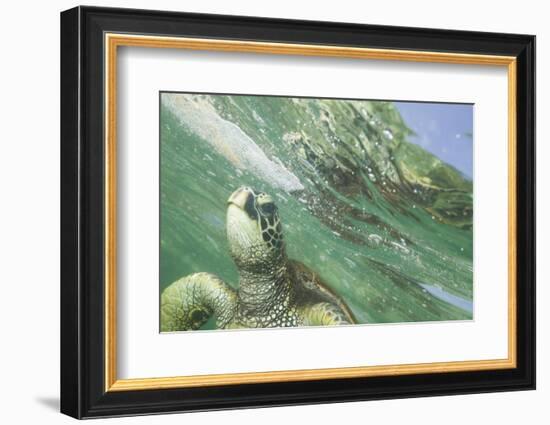 Green Sea Turtle-DLILLC-Framed Photographic Print