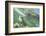 Green Sea Turtle-DLILLC-Framed Photographic Print