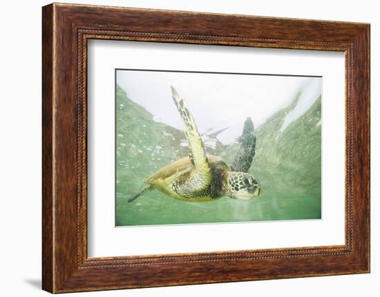 Green Sea Turtle-DLILLC-Framed Photographic Print