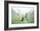 Green Sea Turtle-DLILLC-Framed Photographic Print